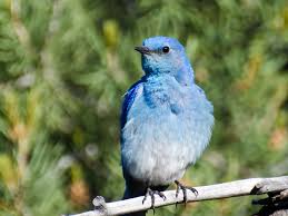 All the official state trees, flowers, and birds. Every State S Official Bird