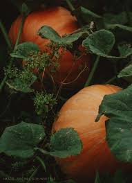 Pumpkins are a fall staple and when it comes to their varieties, the options are endless. How To Grow Pumpkins The Easy Way Lovely Greens Gardening Growing Pumpkins Growing Vegetables Small Vegetable Gardens