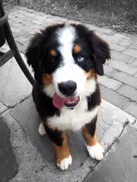 Check spelling or type a new query. Jetty My Bernese Mountain Dog Puppy 4 Months Old Bernese Mountain Dog Puppy Bernese Mountain Dog Puppies