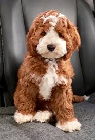 Maybe you would like to learn more about one of these? Guardian Family Program Australian Labradoodle Puppies Labradoodle Puppy Really Cute Puppies