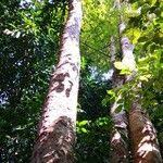 Image result for Embelia xylocarpa