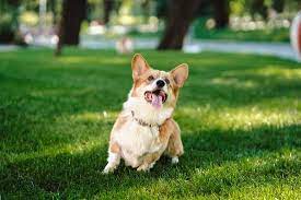 How Long Does A Pembroke Welsh Corgi Live Neeness