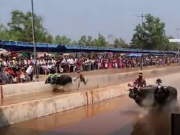 An indian buffalo racer who is being compared to olympic sprinter usain bolt has rejected an official offer inviting him to participate in national trials. Indian Man Who Races Buffaloes At Record Speed Compared To Usain Bolt The Independent The Independent