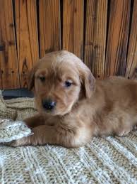 They began as a mix of retrievers, spaniels, and red setter. Litter Of 4 Golden Retriever Puppies For Sale In Reidsville Nc Adn 63281 On Puppyfinder Com Gender Male S And Fema Retriever Puppy Golden Retriever Puppies