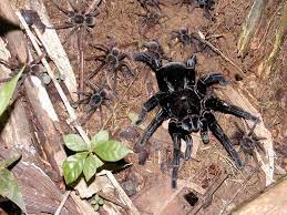 Did you mean to use continue 2? Pamphobeteus Sp Arana Pollita Zdjecie Wykonane W Rzuberbozy Wykop Pl