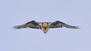 Mittlerweile stammten die meisten jungtiere aus wildbruten. Bartgeier Konig Der Alpen Wwf Schweiz