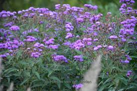 Image result for Vernonia schlechteri