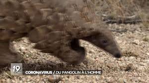 Maybe you would like to learn more about one of these? Coronavirus Le Pangolin Identifie Comme L Intermediaire Qui Aurait Transmis Le Virus A L Homme