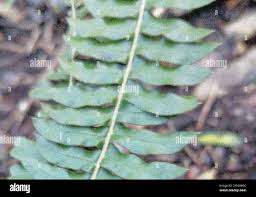 Image result for Blechnum australe