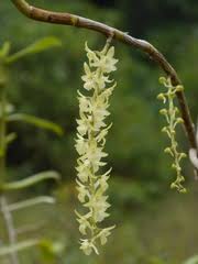 Image result for Rhipidoglossum rutilum