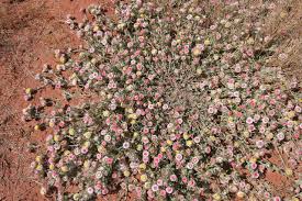 Image result for Helichrysum argyrosphaerum