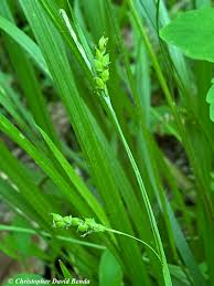 Image result for Carex lycurus