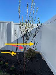 Image result for pruning plum trees