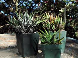 We did not find results for: Succulent Identification The Top 10 Most Requested Succulent Ids On Line Guide To The Positive Identification Of Succulent Plant Families