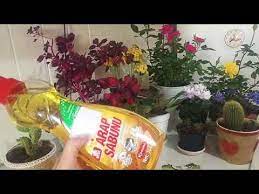 cicekler icin dogal bocek ilaci how to make natural insecticide for flowers arap sabunu ve tarcin youtube etli yaprakli bitki duzenlemeleri cicek bi tki