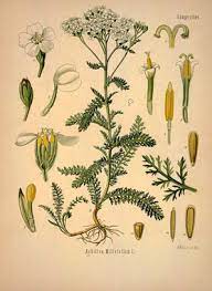 Common Yarrow Pictures Flowers Leaves Identification Achillea Millefolium