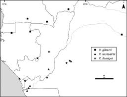 Image result for Xylopia katangensis