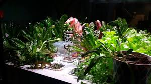 It shows that the successful growth of plants requires adequate light and water only, … Ikea Hydroponics 3 Months On Tips And Hacks Less Waste