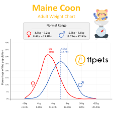 typical weight for your maine coon cat 11pets pet care app