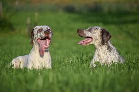 Image result for italský krátkosrstý ohař