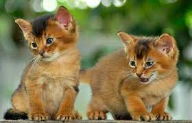 Arti mimpi membunuh ular kobra. Arti Mimpi Bunuh Kucing Lengkap Tafsir Dan Makna