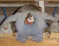 Helmeted Guinea Fowl Color Chart Chickens Mini Farm