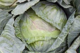 1 where do root maggots come from? How To Get Rid Of Cabbage Maggots Cabbage Root Fly Control