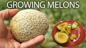 A freshly ripened cantaloupe straight from your own garden is one of the summer's greatest pleasures. Growing Cantaloupe From Seeds A Practical Garden Season Guide