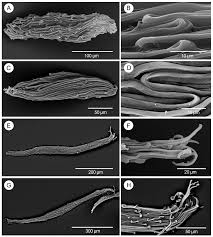 Image result for Summerhayesia