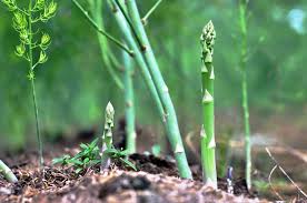 Image result for Asparagus pendulus