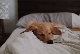 In most cases, the dog will remain in heat for an extra week after the bleeding stops. How To Tell If Your Dog Is In Heat Here S Everything You Need To Know