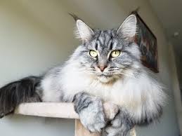 Maine coon cats are moderately active. Maine Coon Cat Kittens For Sale In New England Best Cat Wallpaper
