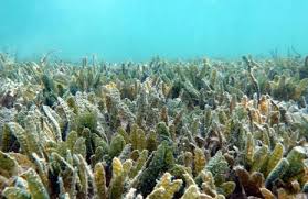 Image result for Thalassodendron ciliatum