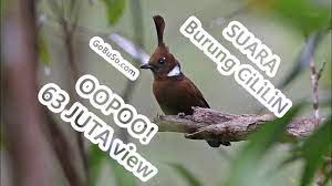 Gambar burung cililinformat png / index of wp content uploads 2018 10 11 : Suara 3 Jenis Burung Cililin Yang Bagus Gambar Pakan