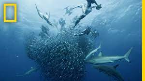 動画】サメやクジラも結集！「世界最大の魚群」 | ナショナル ジオグラフィック日本版サイト
