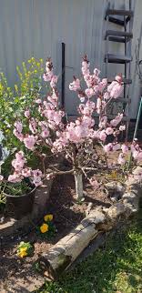 Garden lady dwarf peach tree. My Edible Fruit Trees Dwarf Peach Trees