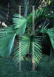 Image result for Hyophorbe indica