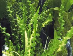 Image result for Aponogeton stuhlmannii