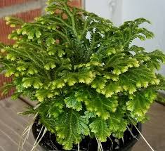 Image result for Selaginella