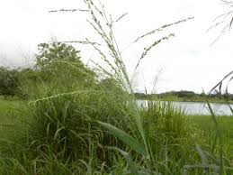 Image result for Panicum maximum