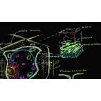 We did not find results for: Video Biology Plant Cell Walls Springest