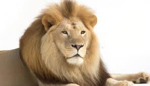 View of an Adult Male Lion