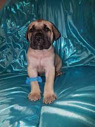 Daniff Puppy For Sale In Byron Mi Adn-29717 On Puppyfindercom Gender Female Age 6 Weeks Old Puppies Puppies For Sale Fur Babies