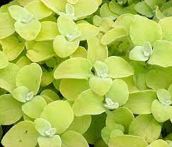 Check spelling or type a new query. Helichrysum Petiolare Lemon Licorice Licorice Plant Helichrysum Annual Plants