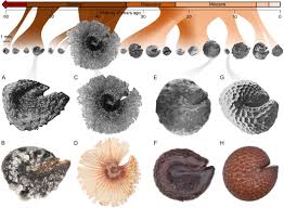 Image result for Cleome polyanthera