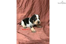 Browse thru our id verified puppy for sale listings to find your perfect puppy in your area. Bonnie M 1 Bluetick Coonhound Puppy For Sale Near Dothan Alabama Da9eceec Ef61