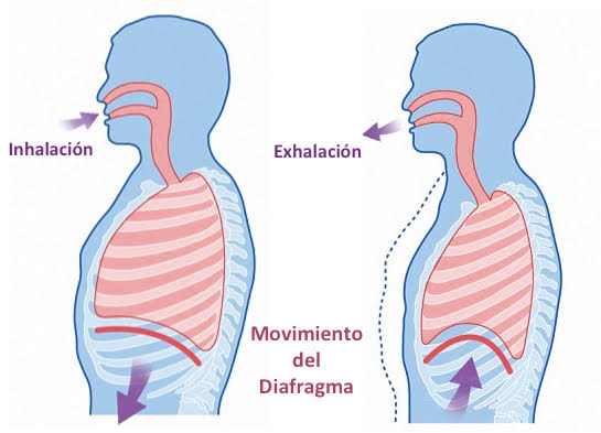 Resultado de imagen de RESPIRACION"
