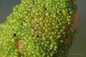 Image result for Wolffia arrhiza