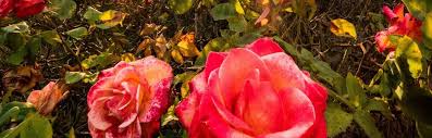 Trees, shrubs, and groundcovers tolerant of wet sites. 10 Beneficial Ways To Use Epsom Salt For Plants Insteading