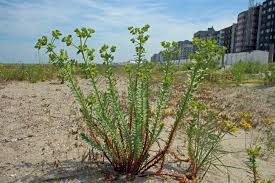 Image result for Digitaria appropinquata